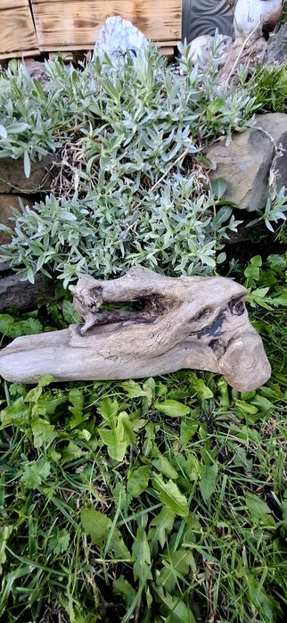 Piekny korzeń do akwqrium terrarium