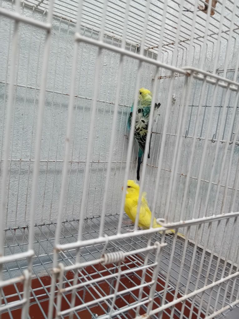 Piriquitos hagromos