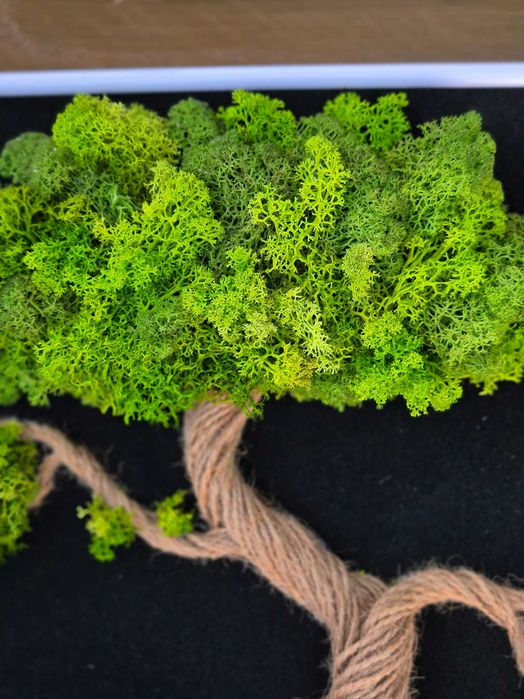 Obraz Kompozycja Mech Dekoracja Długowieczne Dom Prezent