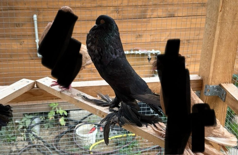 Garłacze para parzysta