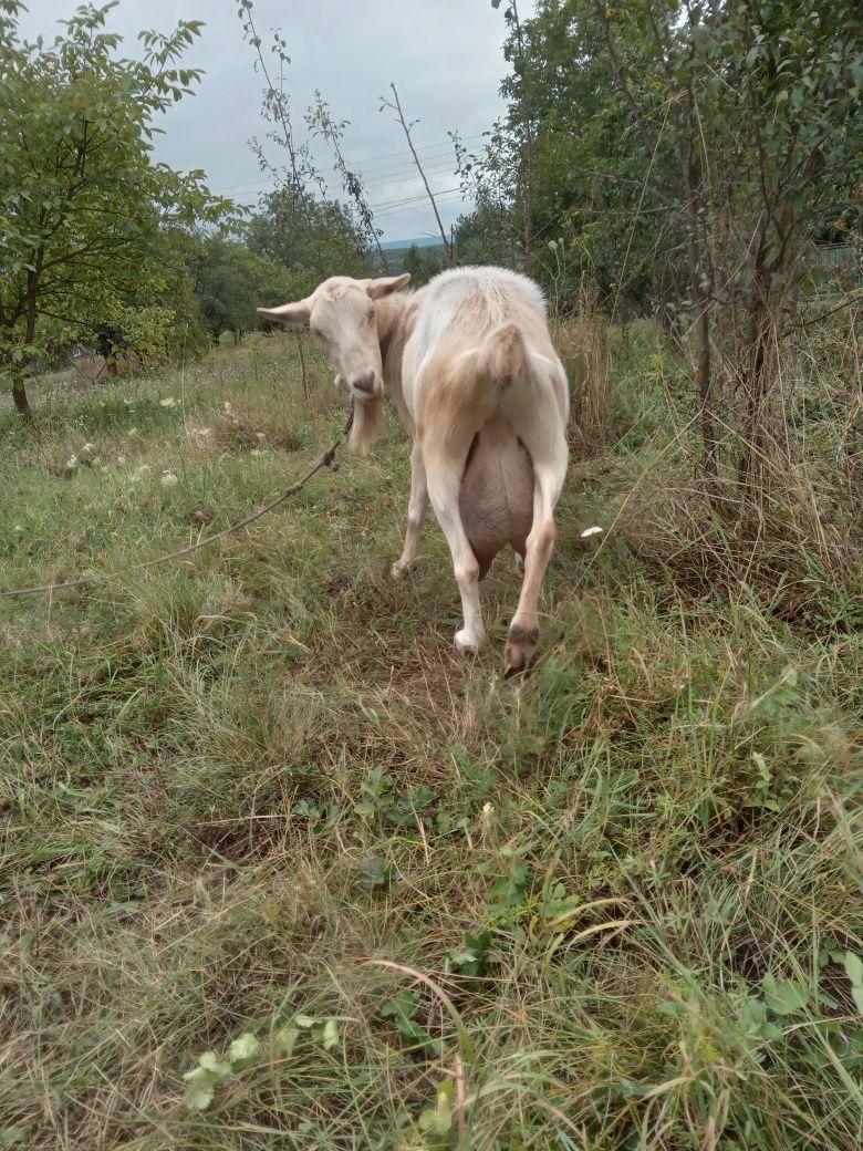 Продам двох кіз .