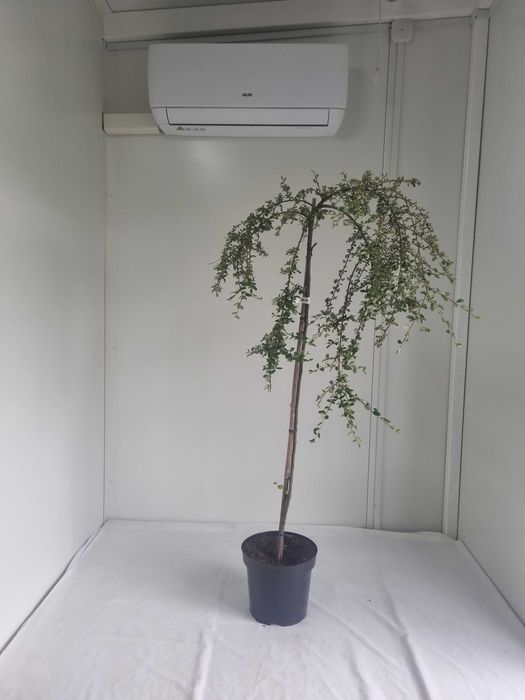 Irga szczepiona na pniu Gęsty Krzew Formowany, Wys. 160 cm, 5L
