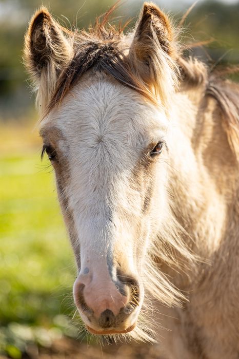 Ogierek Gypsy Cob