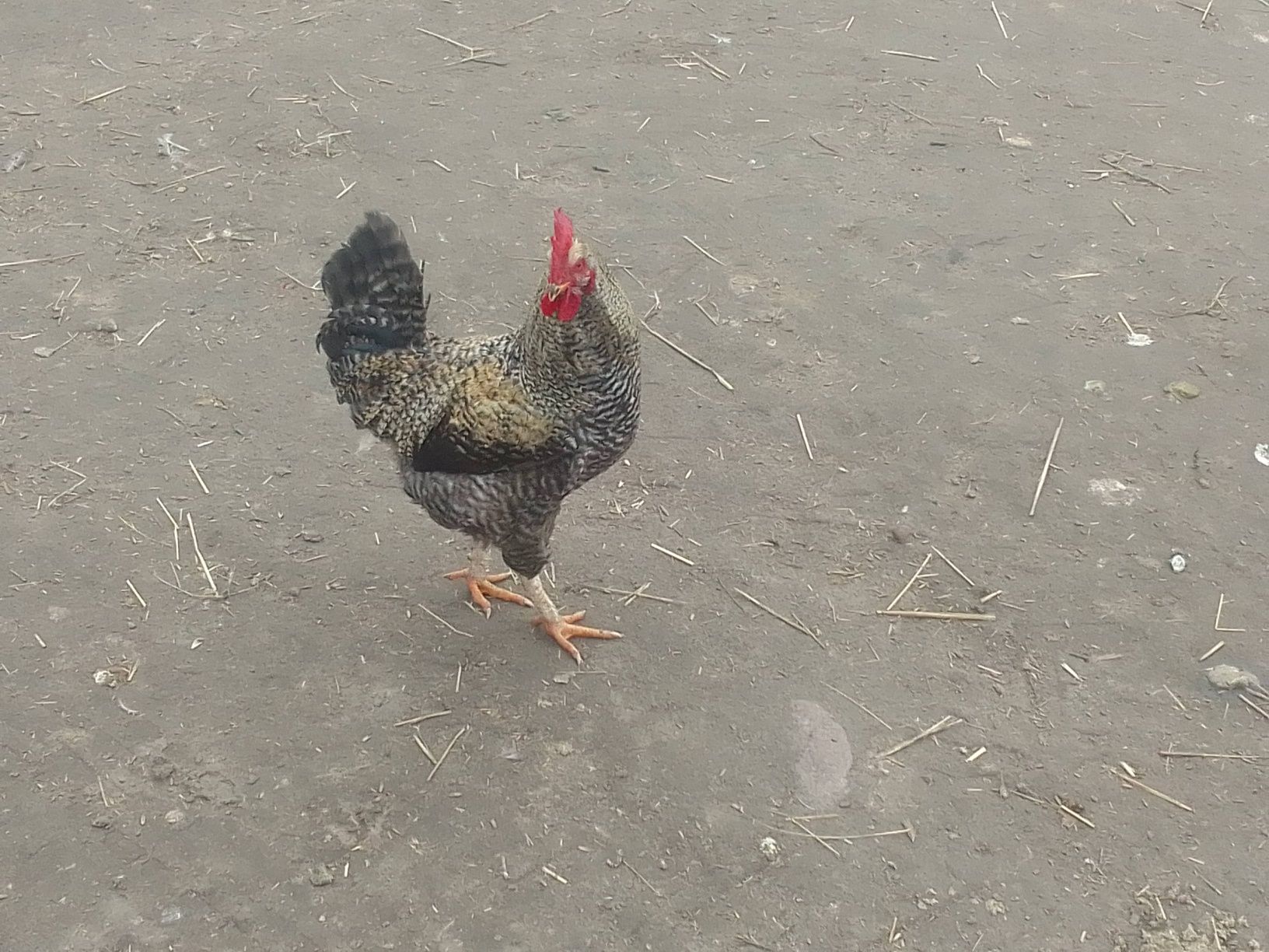 Sprzedam koguty i kaczory...