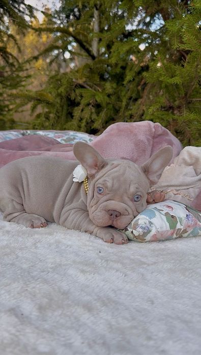 Buldog Francuski dziewczynka New shade Isabella