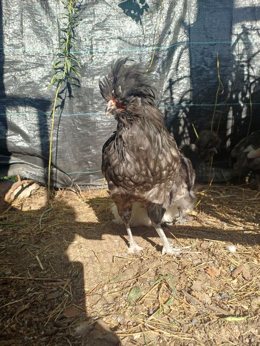 Kogut czubatka polska brodata 5 msc