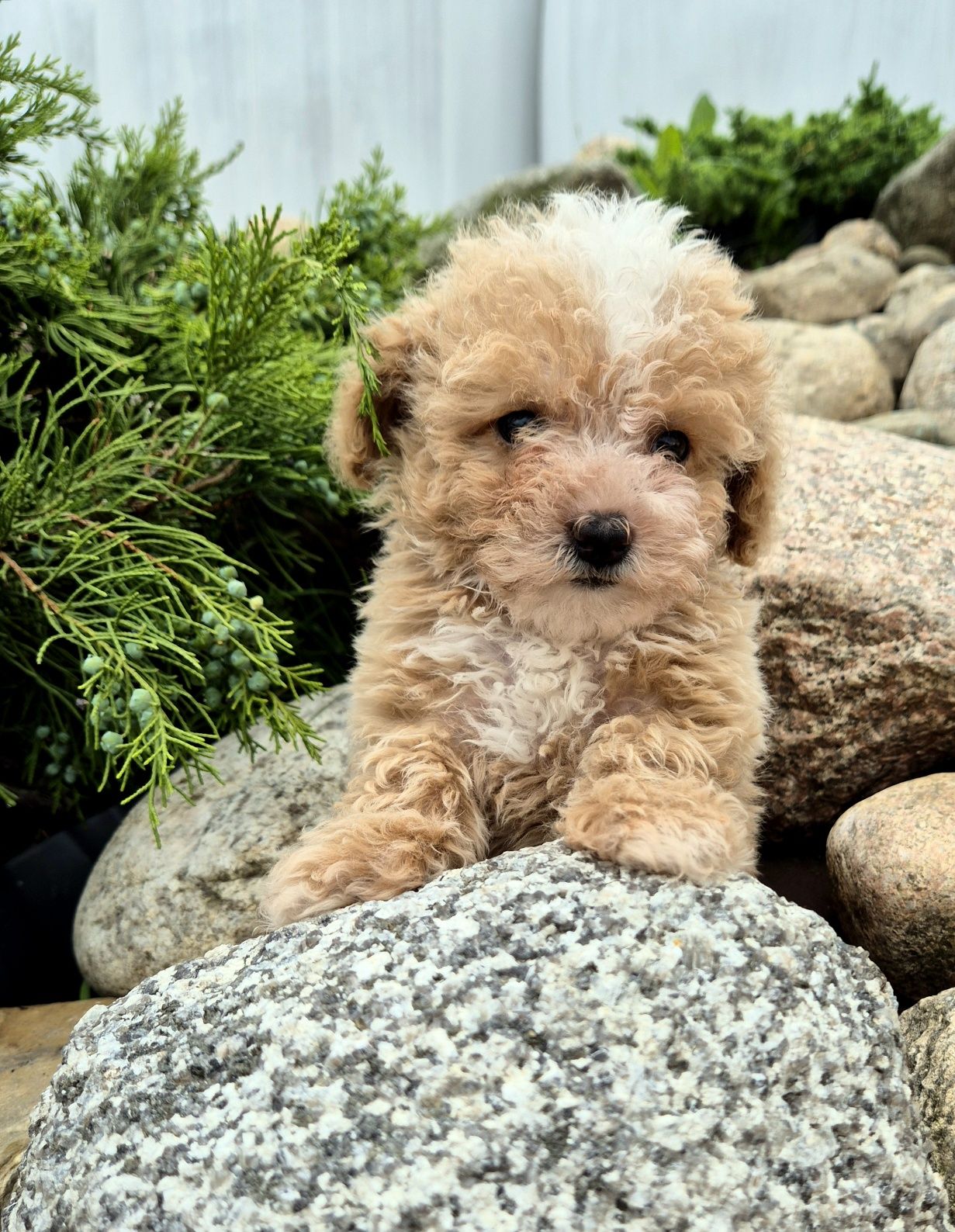 Maltipoo Samczyk hybryda ras