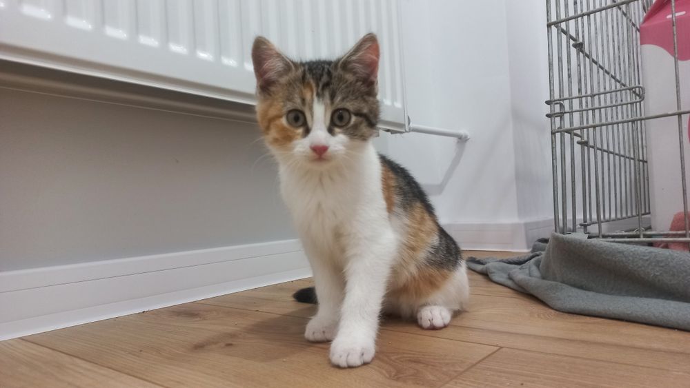 Młode koty kociaki szukają domu niekupujadoptuj miziaki rodzeństwo