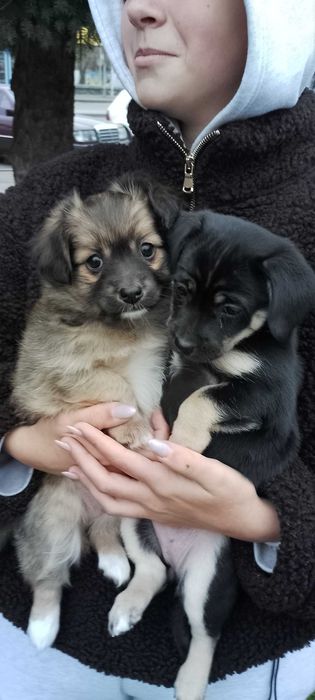 Малесенькі дівчата