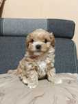 Piesek maltipoo _