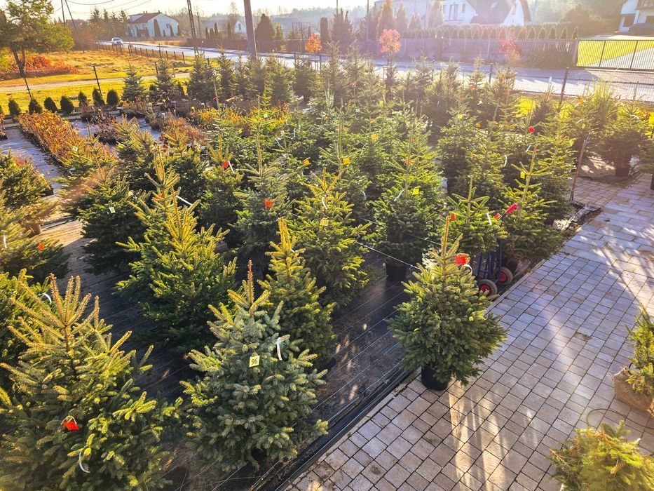 Choinki świąteczne Świerk w donicach 20-35L dostawa Świętokrzyskie HIT