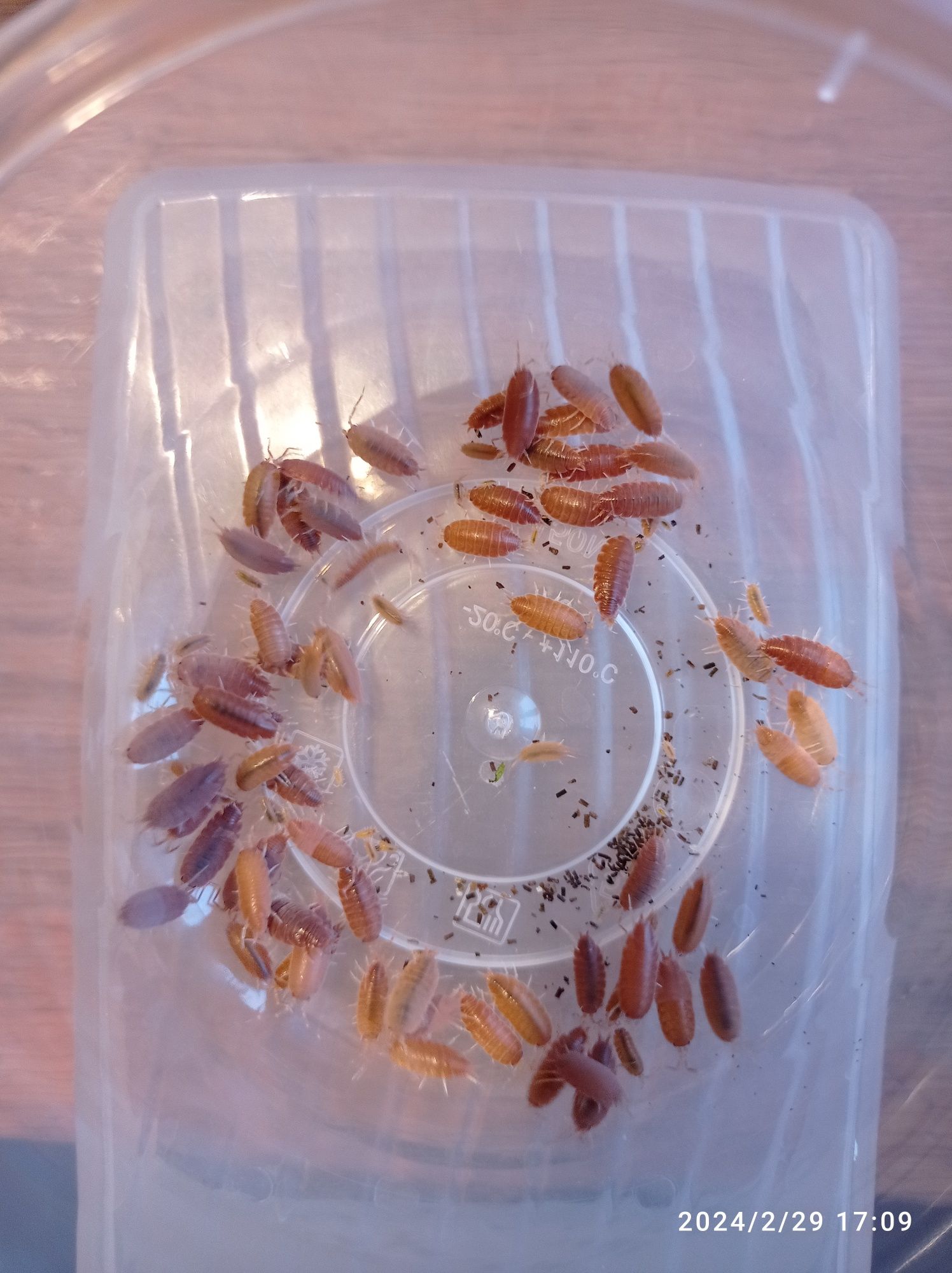 Porcellionides pruinosus power orange Isopody prosionki ekipa sprzątaj