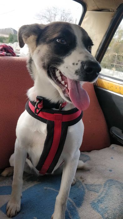 Собака в люблячу родину . Ужгород