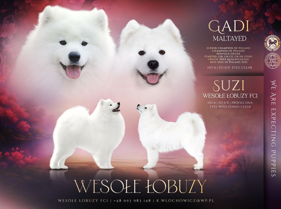 Zapowiedź miotu-Samoyed ZkwP