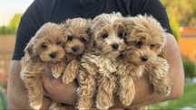 Maltipoo chlopczyk po rodzicach FCI