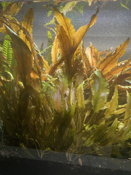 Roślina kryptokoryna wendtii brązowa