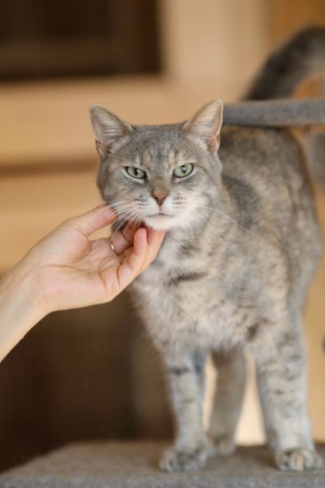 Кошечка Харпер милейшая добрая кошка, 3 года, девочка