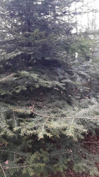 Stroisz jedlina jodła szlachetna korona wieńce