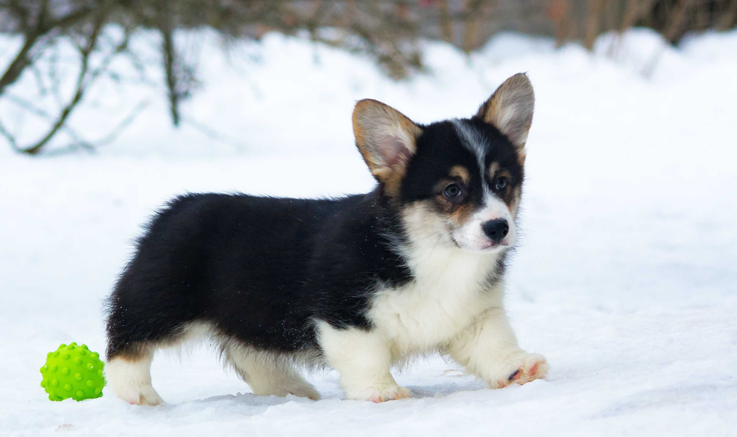 Welsh Corgi Pembroke, sam zobacz wyjątkowe zdjęcia.
