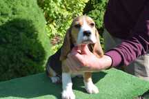 Beagle  szczeniak piesek FCI Zkwp badania genetyczne