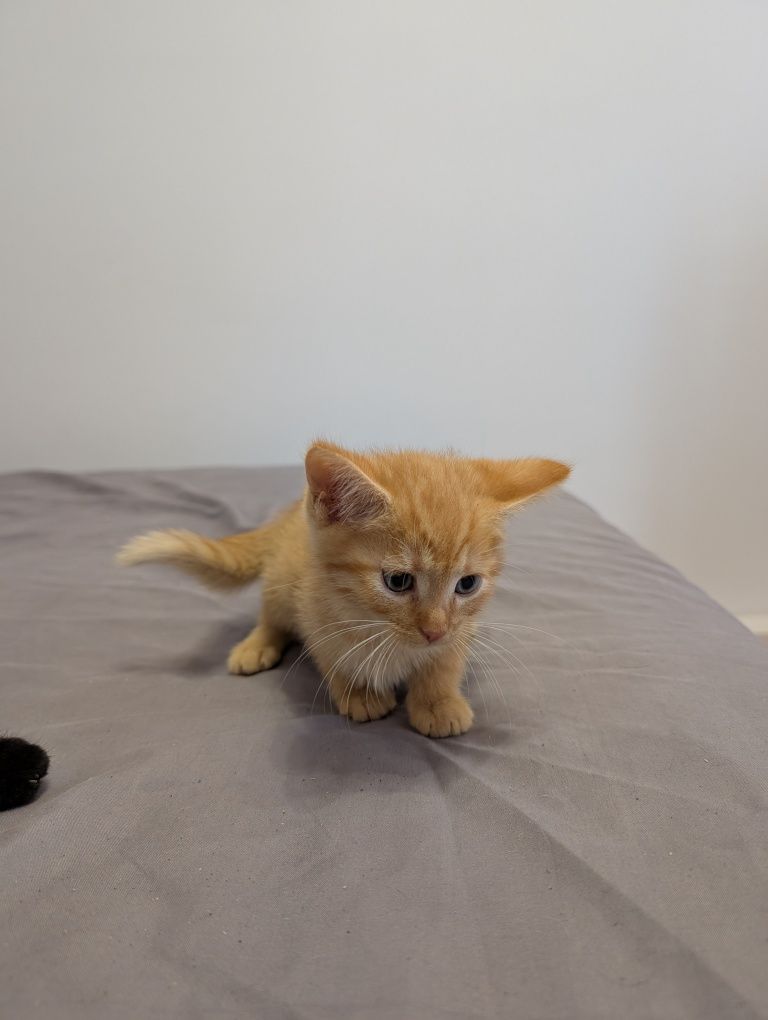 Котики у добрі руки
