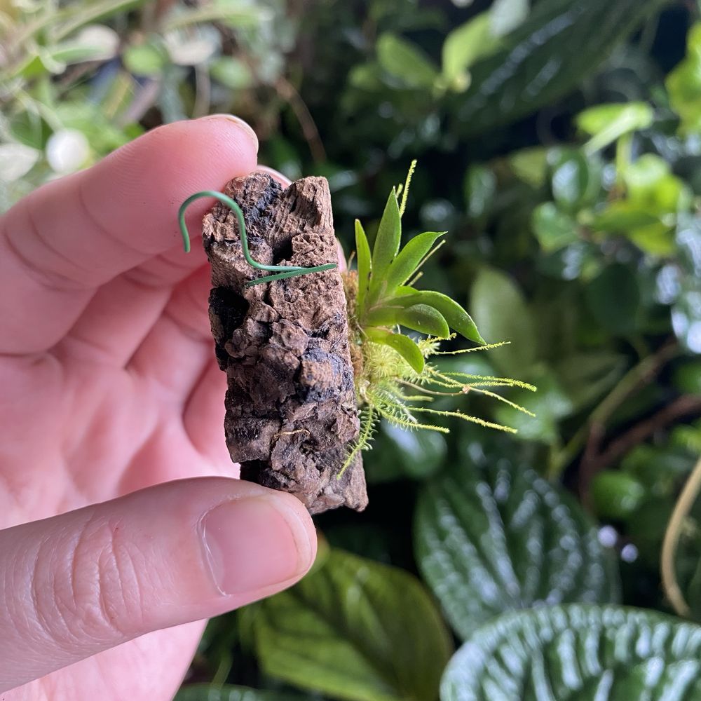 Мініатюрна орхідея Macroclinium wullschlaegelianum