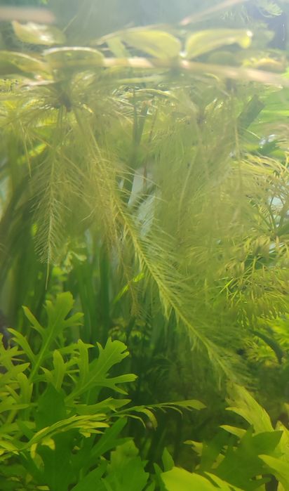 Planta de superfície para lagos/ aquários, Alface D'Água