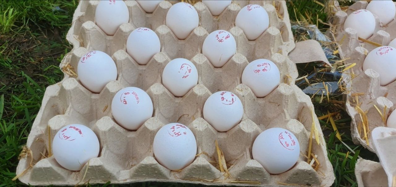 Інкубаціойне яйце
БРОЙЛЕР
Рос 308 Угорщина,Польща,Чехія
Рос 708 Угорщи