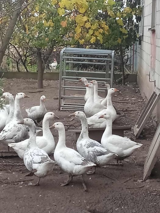 Gęsi owsiane sprzedam