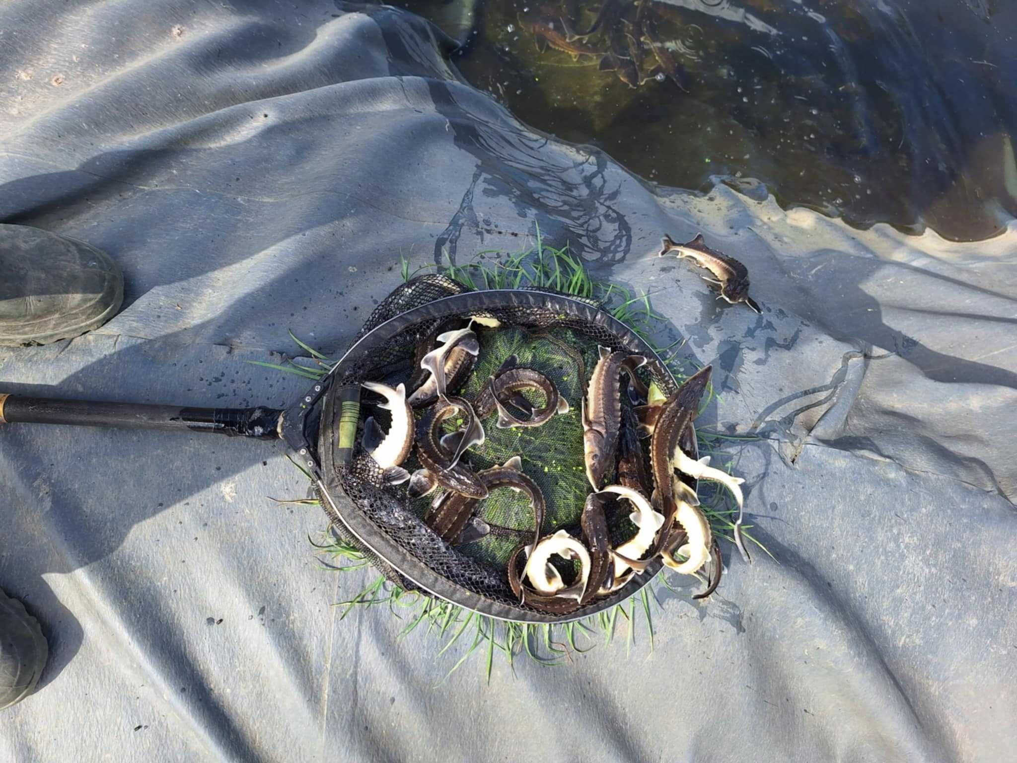 Narybek Karp Koi, Jesiotr, Karaś