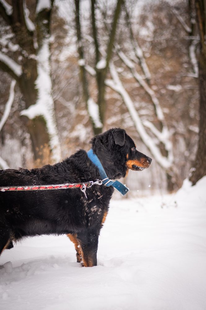 Duży pies w typie rasy rottweiler. Super pies dla miłośników rasy.