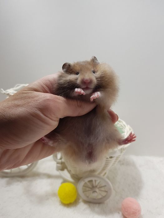 Chomik syryjski (Mesocricetus auratus) maluszki