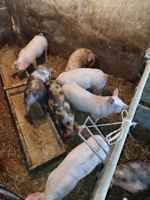 Prosięta mięsne 30 kg