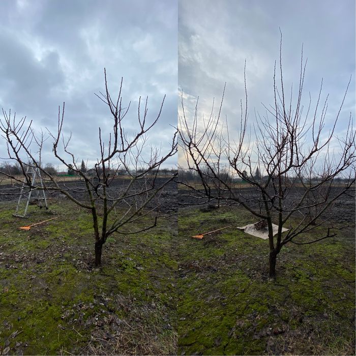 Професійна обрізка фруктових дерев.Для тих кто любить смачні фрукти