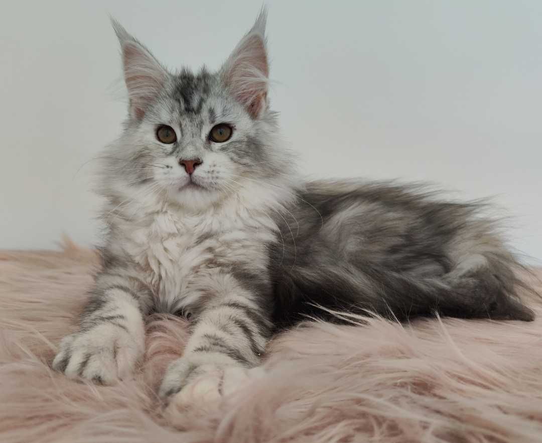 Maine Coon cudne kocie