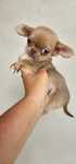 Chihuahua miniaturka sunia lilac fawn
