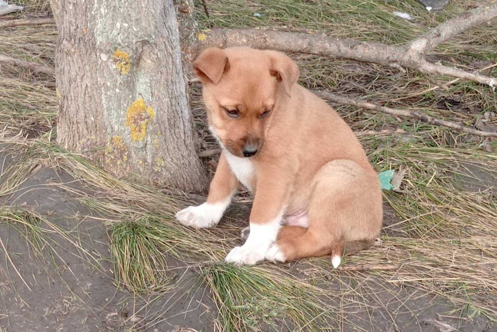 Цуценята шукають дім