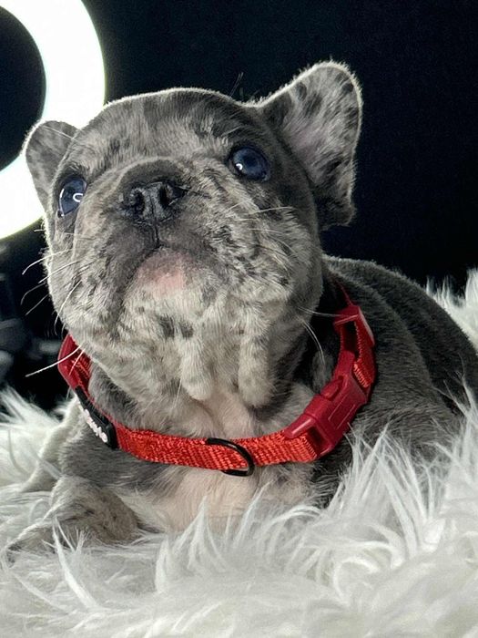 Buldog francuski Piesek