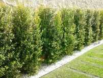 Eugenias para sebes  o cercas vivas  30 a 40 cm