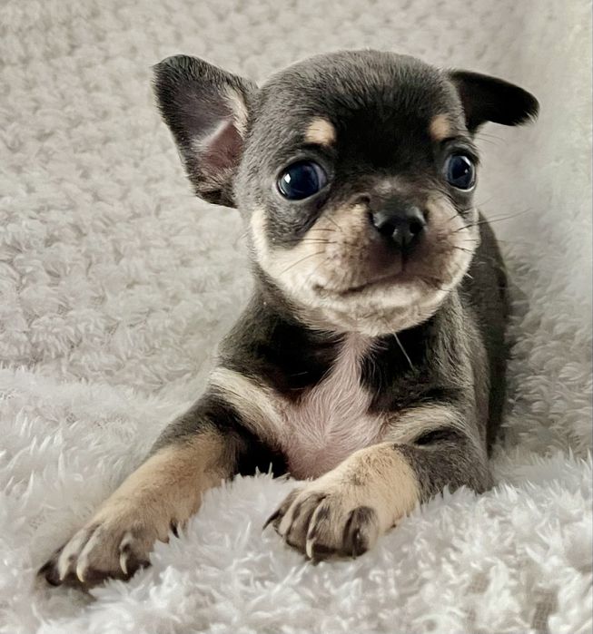 *Blue Tan* Wyjątkowa Liliowa Dziewczynka Chihuahua Miniaturka