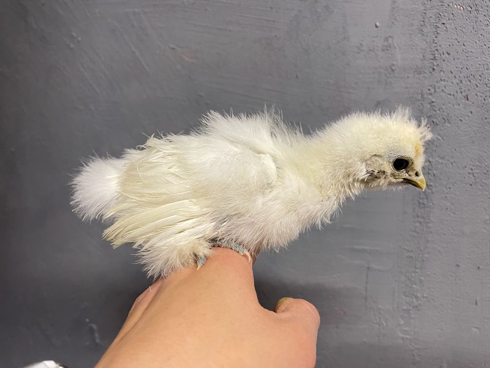 Pisklaki Silka, Kochin miniaturowy i brahma olbrzymia