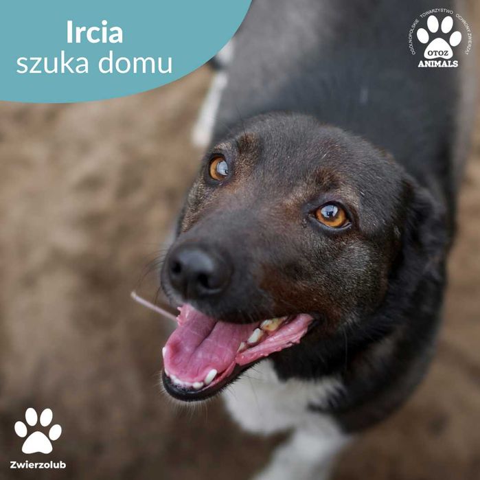 Ircia czeka na dom!