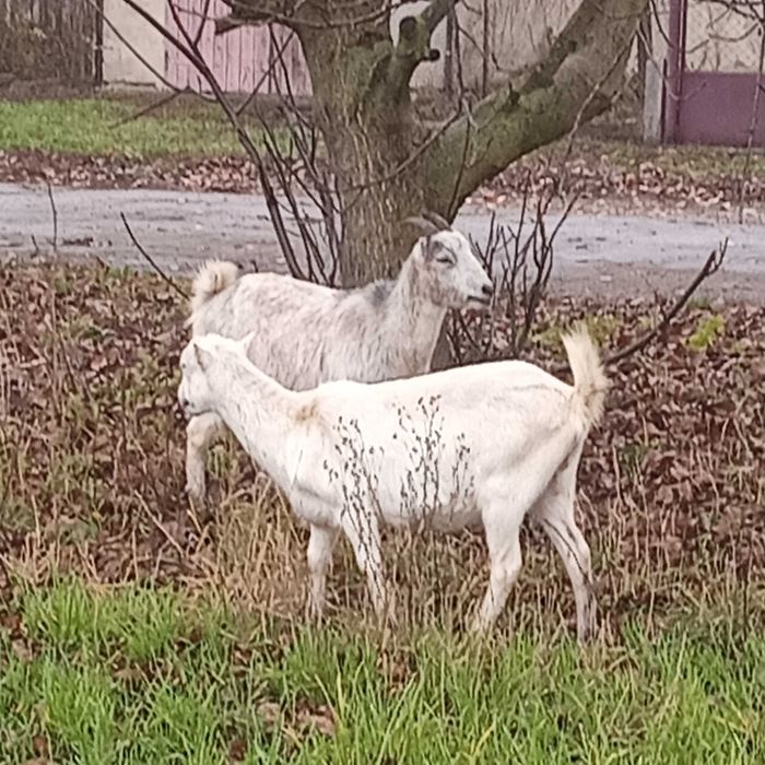 Продаються козочки парувального віку