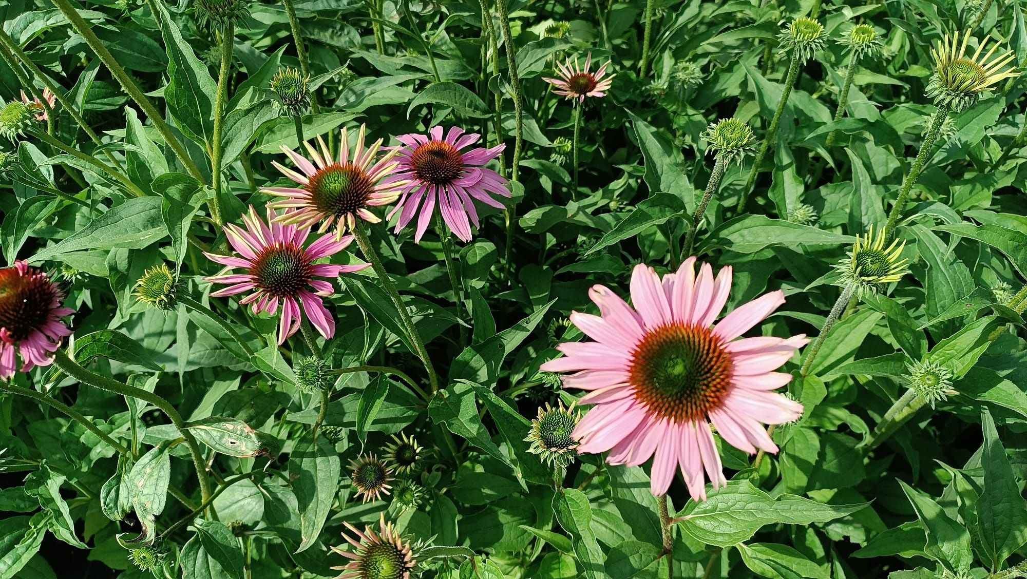 Jeżówka purpurowa Echinacea Purpurowa - duże gęste sadzonki