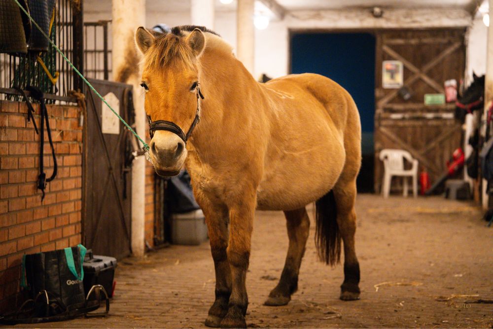 Super klacz do Hipoterapii