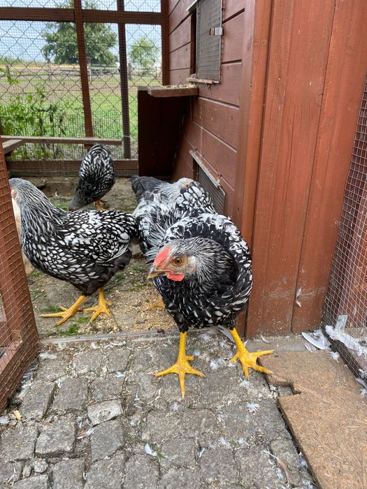 Sprzedam młode koguty