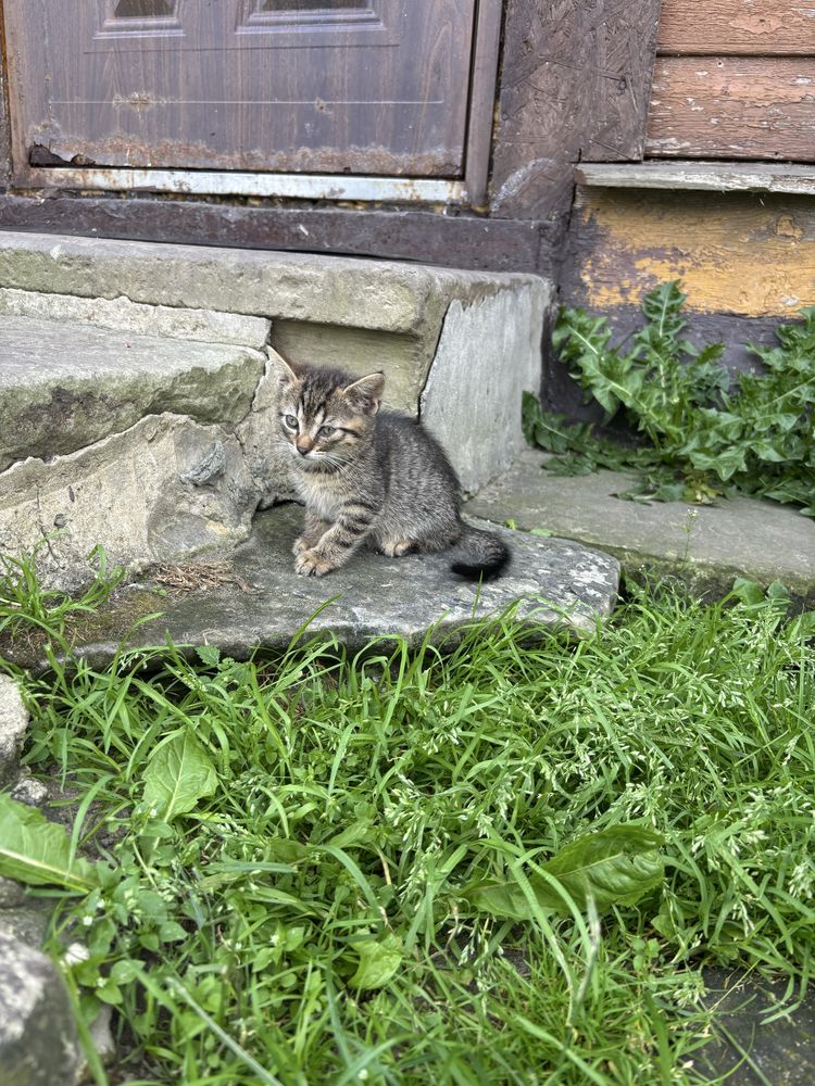 Młode kotki do adopcji