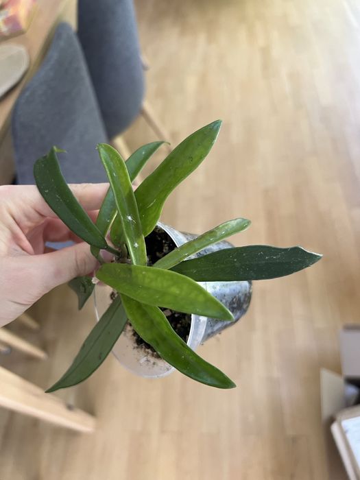 Hoja hoya shepherdii