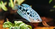 Gourami Mármore - Trichogaster trichopterus