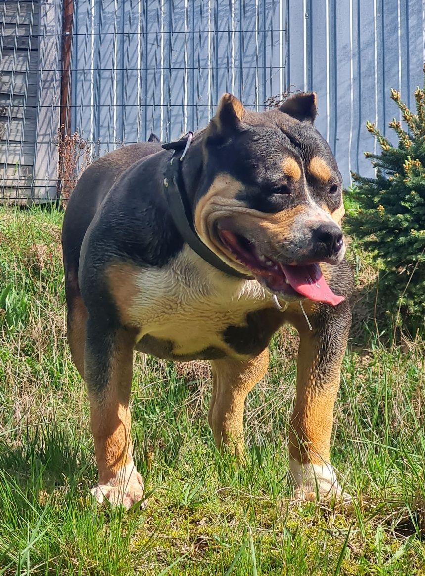 American Bully Suczka